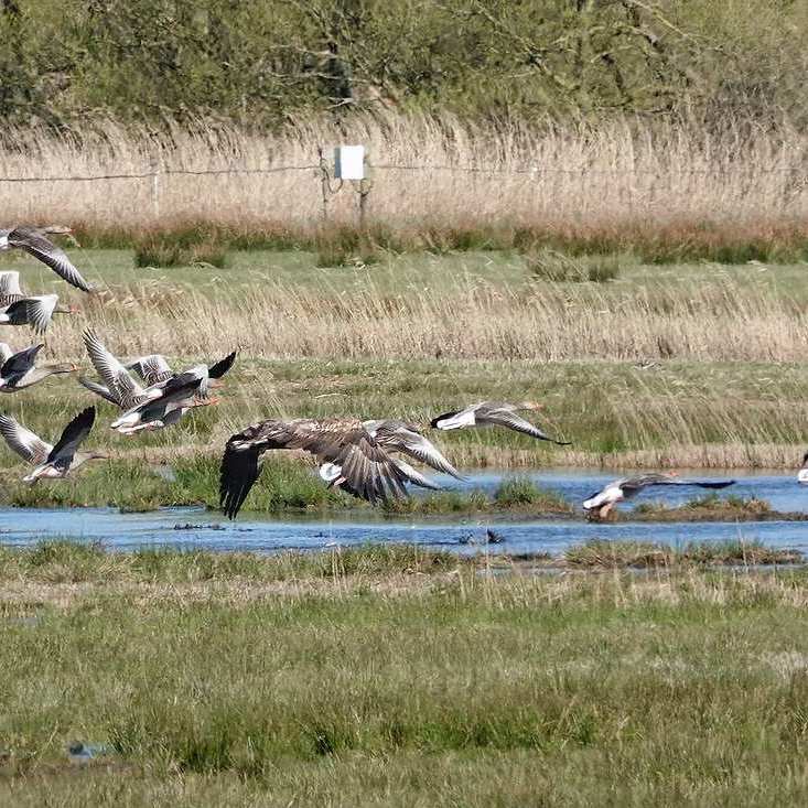 een groep grauwe ganzen en een zeearend