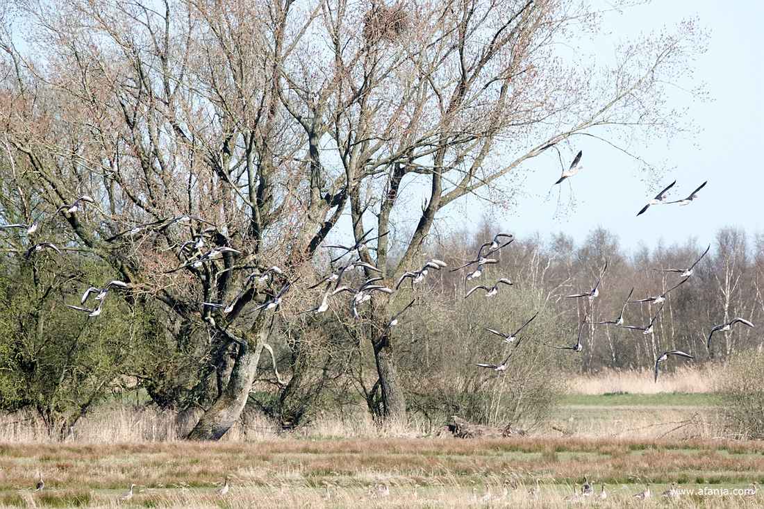 een groep ganzen vliegt om een groepje bomen heen.