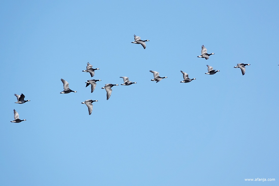 een vlucht brandganzen