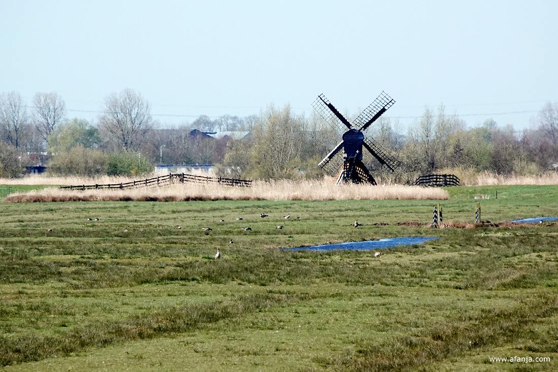 in de verte staat de spinnenkopmolen 'Haensmolen'