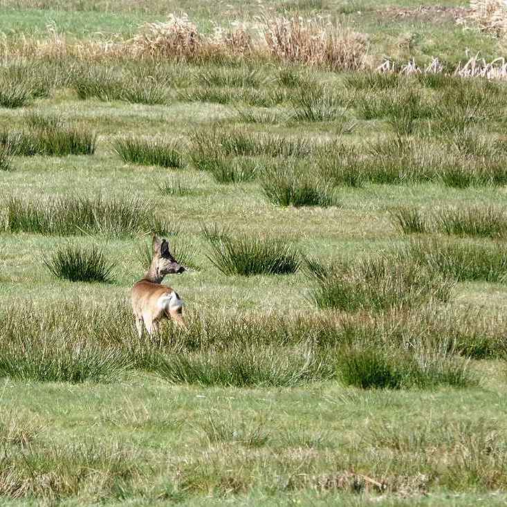 er staat een mooi reebok in het polderland