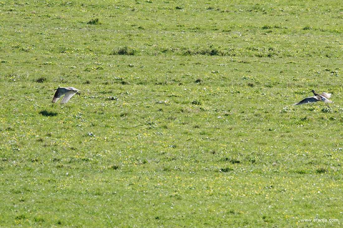 twee opvliegende wulpen in een weiland