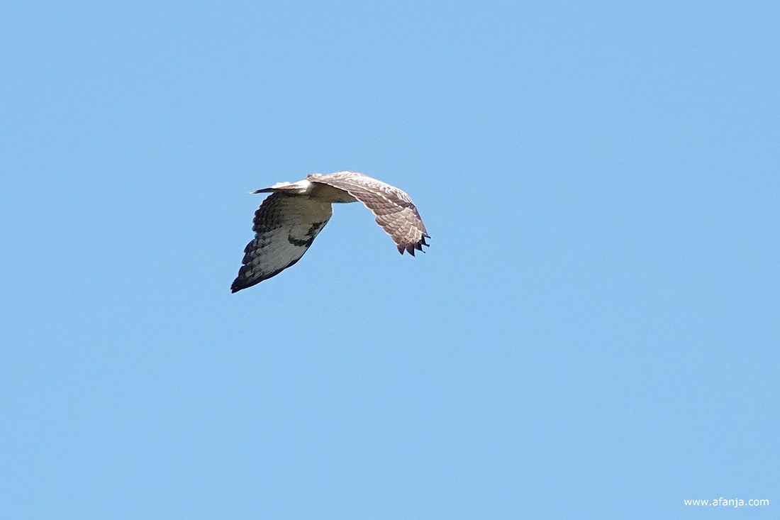 een grotendeels witte buizerd cirkelt een tijdlang boven de boot