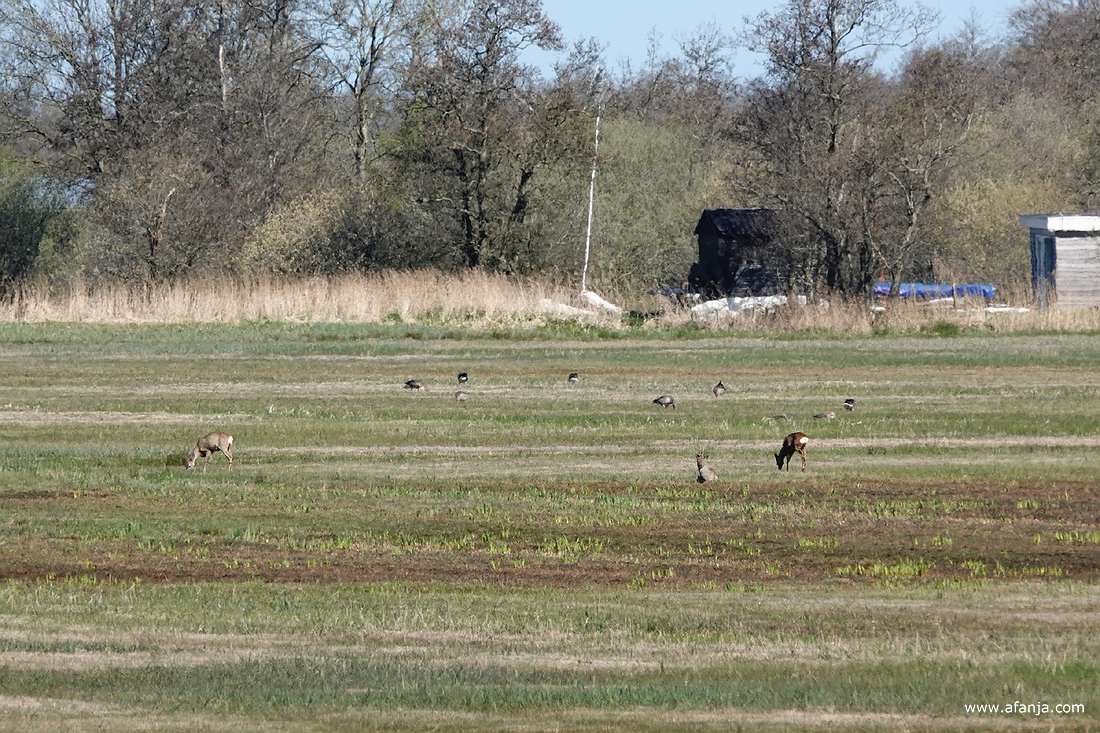 een aantal reeën en wat ganzen in de polder