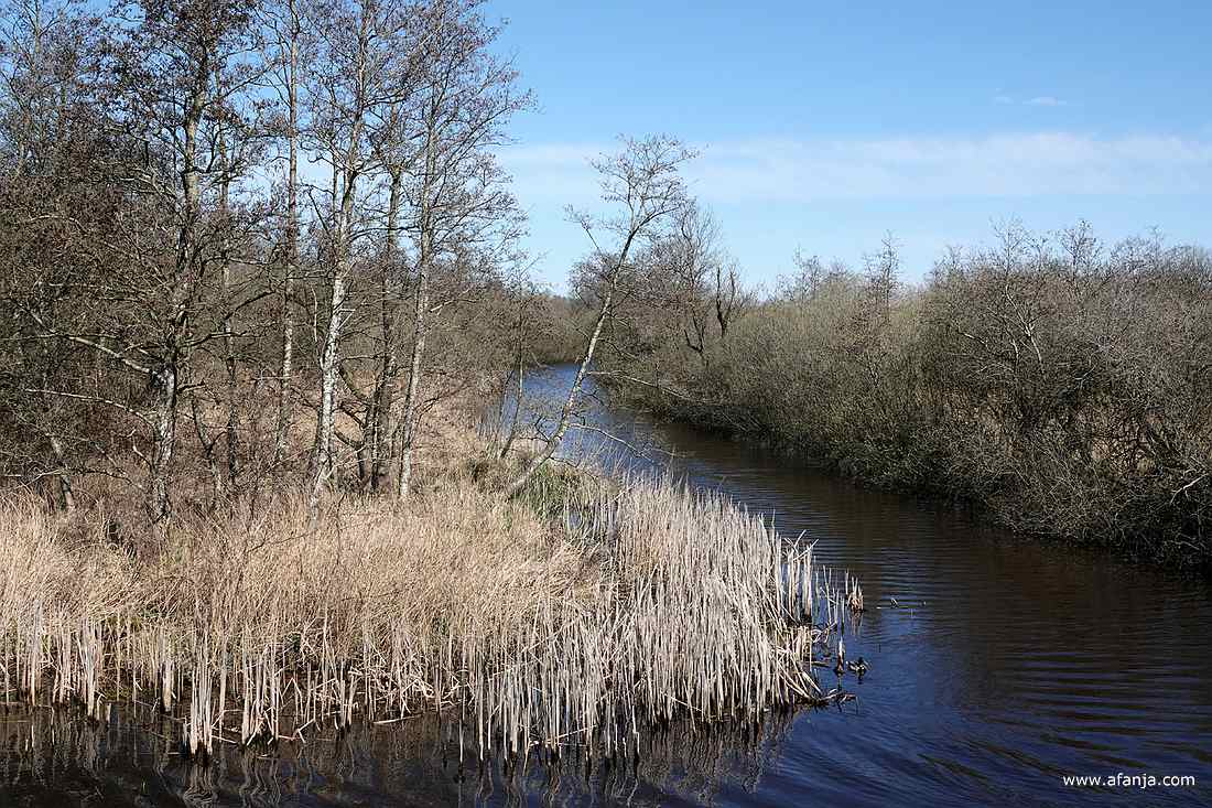 een kreek in de Alde Feanen