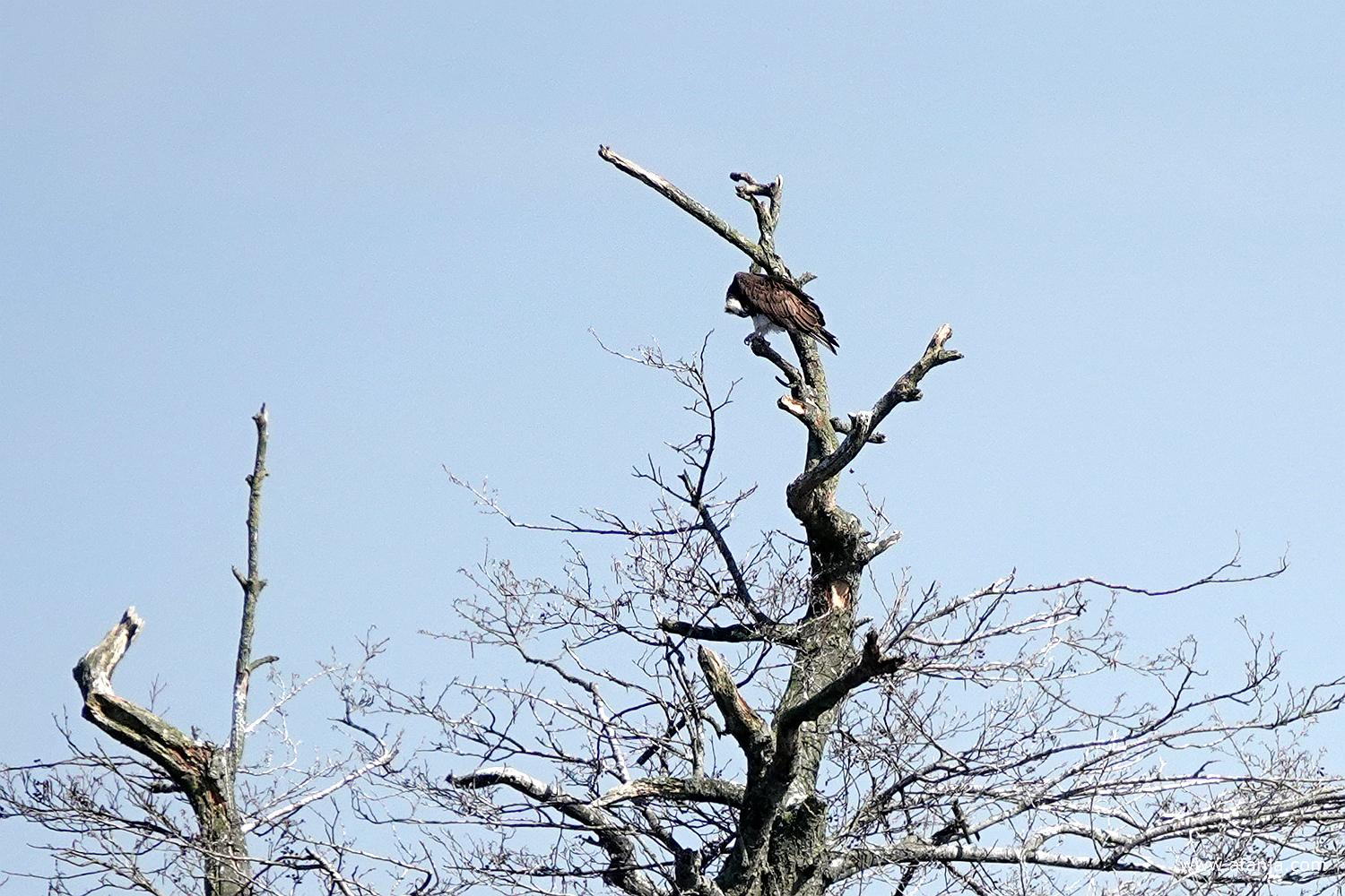 er zit een visarend in de laatst overgebleven boom van het boomeilandje in de Leijen