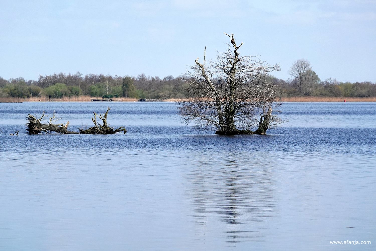 nauwelijks zichtbaar, maar er zat een visarend in de laatst overgebleven boom van het boomeilandje in de Leijen
