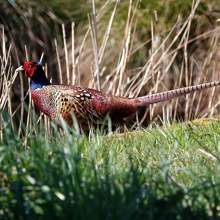een fazant stapt fier door het Friese land