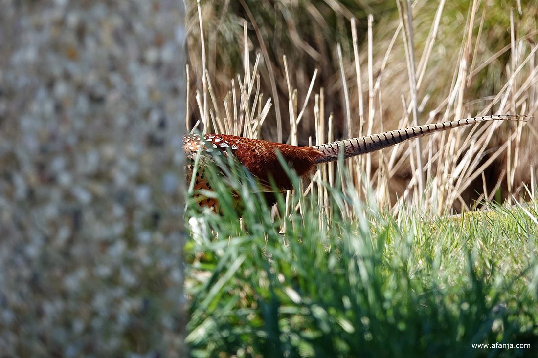een fazant stapt fier door het Friese land