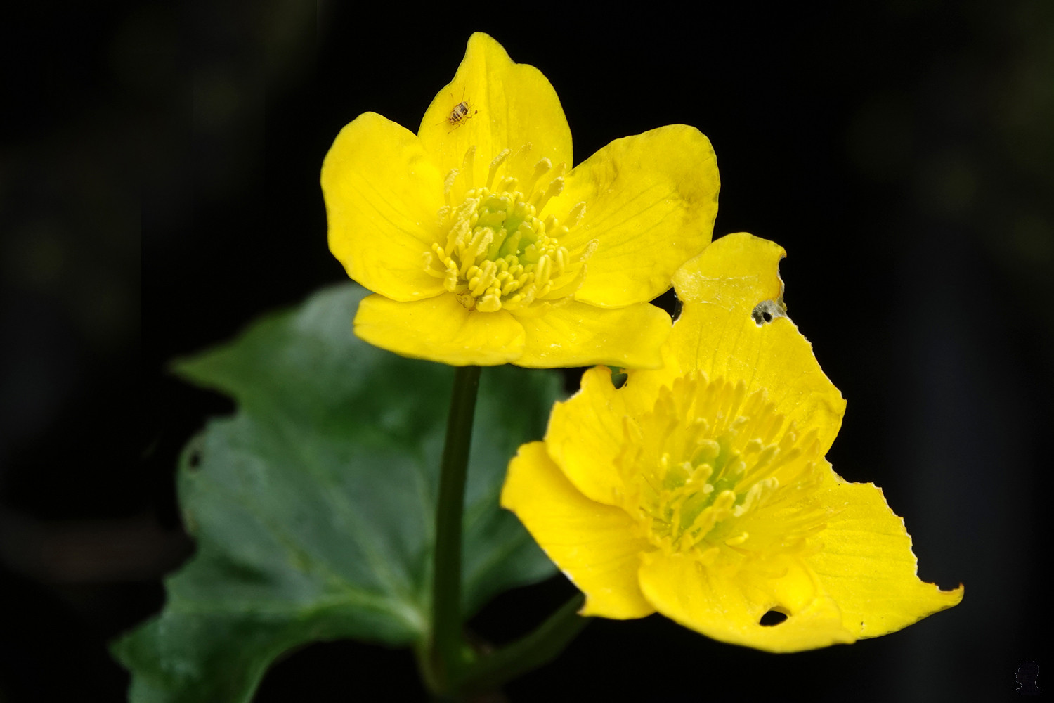 close-up van twee dotterbloemen in de vijver