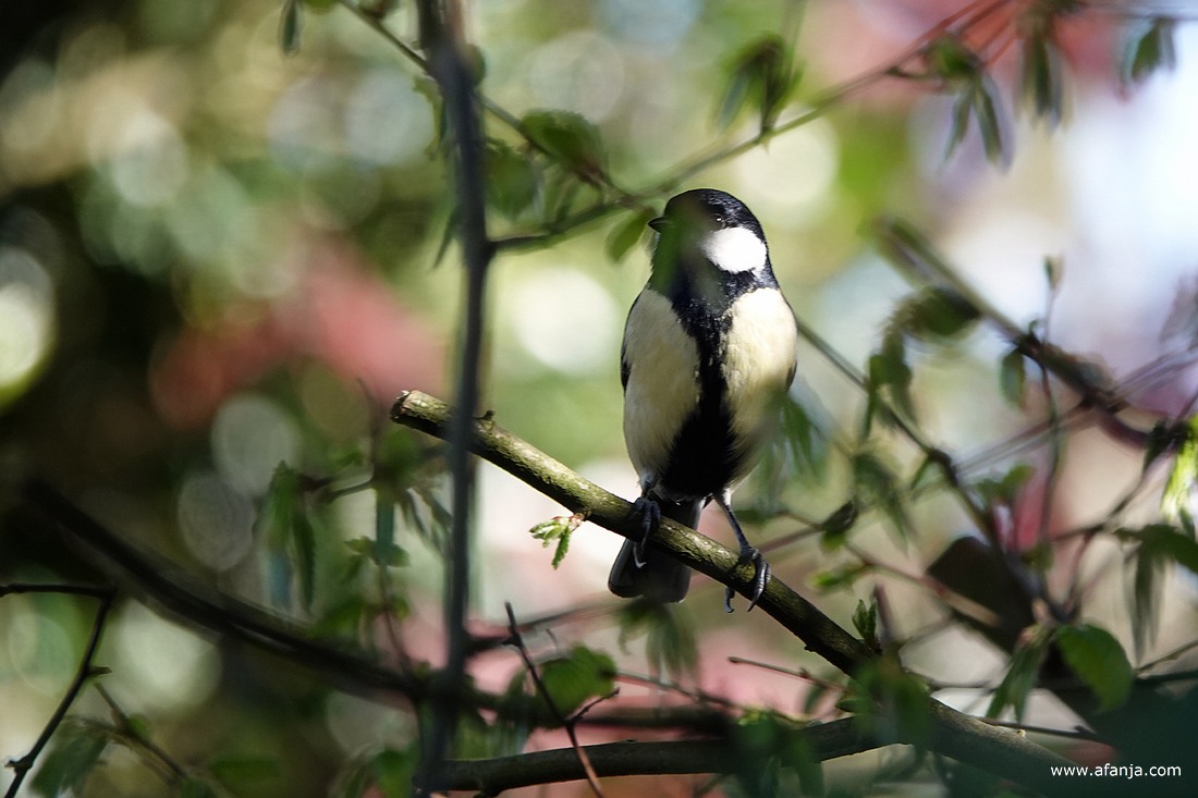 een koolmeesje in de haagbeuk