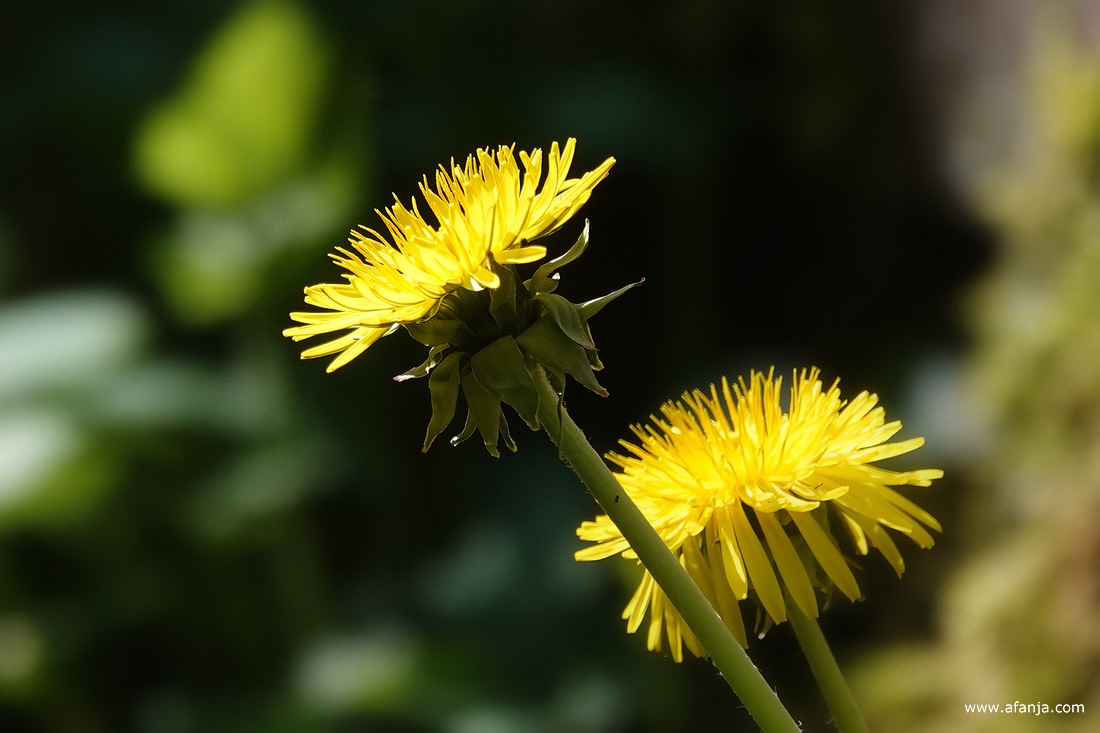 twee paardenbloemen in de Ecokathedraal