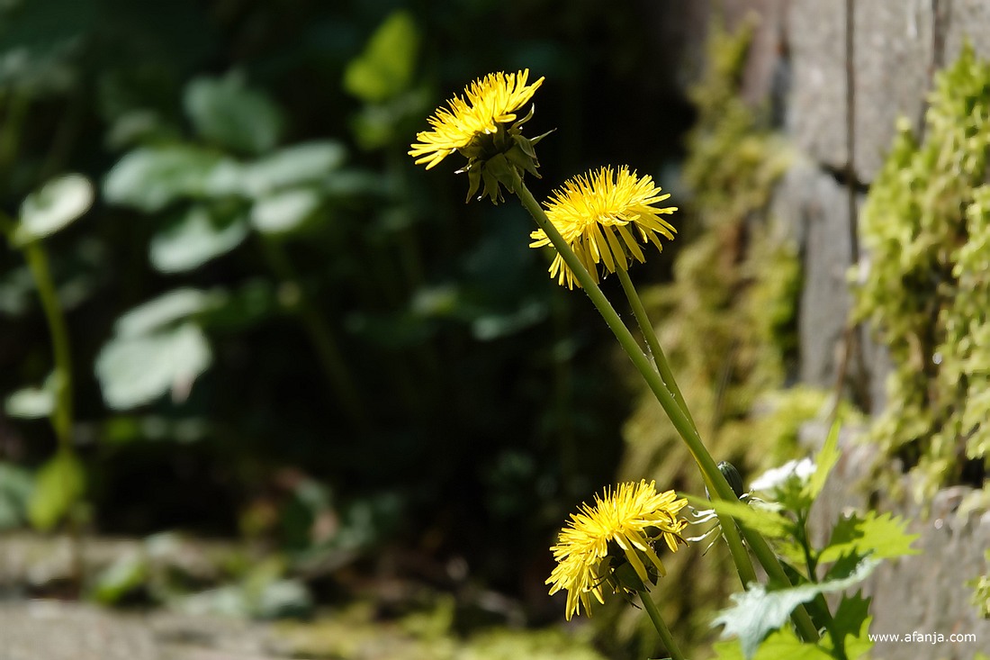 drie paardenbloemen in de Ecokathedraal