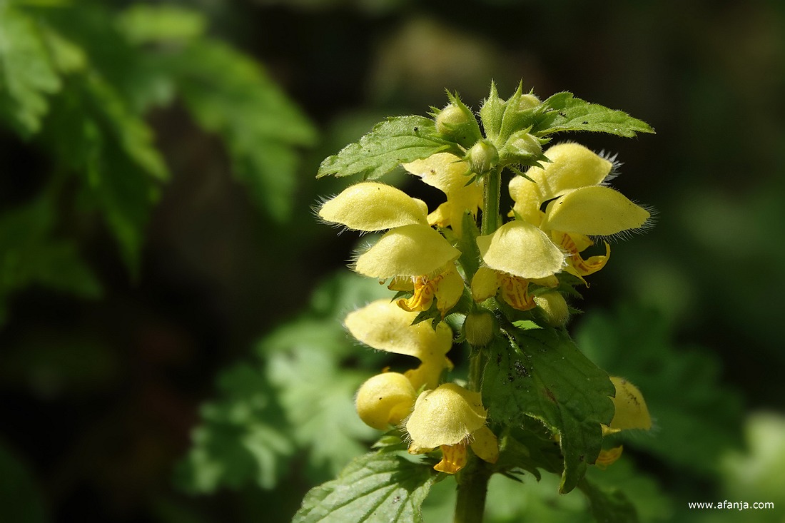 dovenetel in de Ecokathedraal