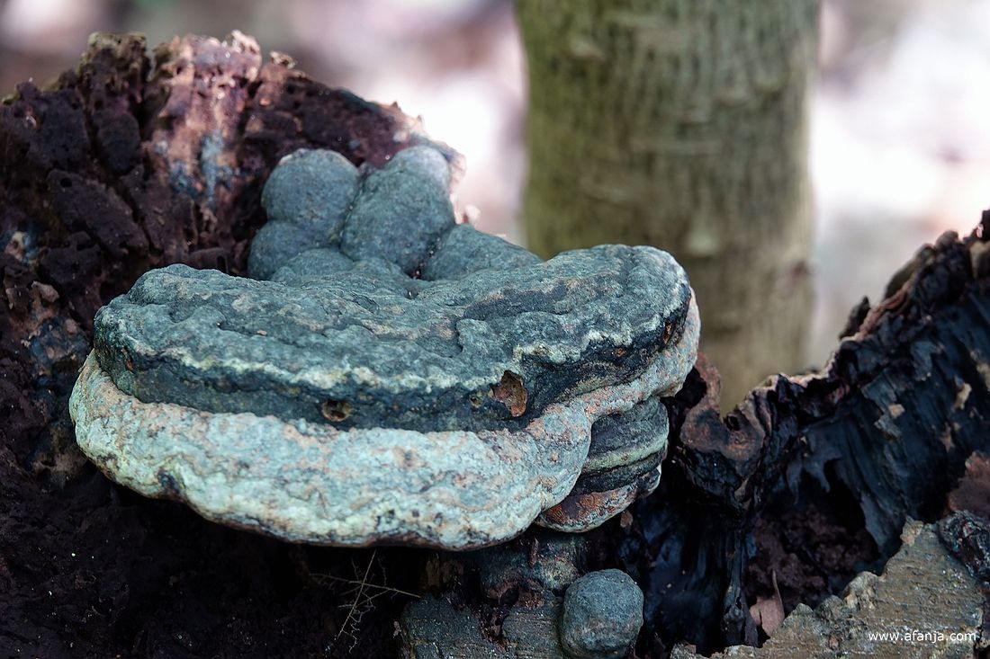 een (tonder)zwam in de Ecokathedraal