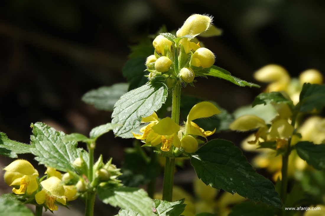 gele dovenetel in de Ecokathedraal
