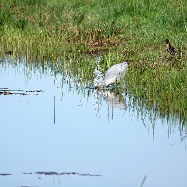 een blauwe reiger probeert een hapje te vangen in een sloot, een kemphaan kijkt toe