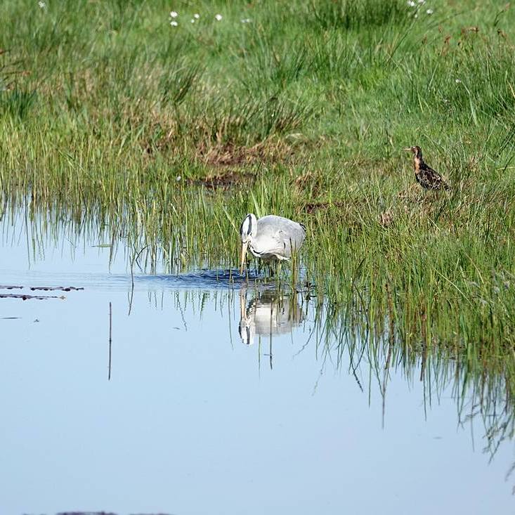 een blauwe reiger lijkt een hapje te hebben gevangen, een kemphaan kijkt toe