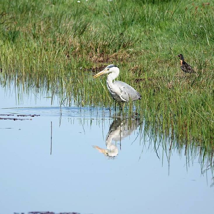 een blauwe reiger werkt een hapje weg, een kemphaan kijkt toe
