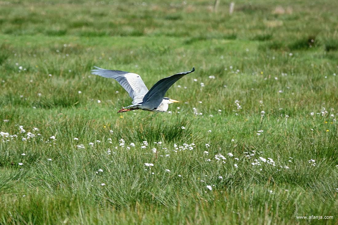 een blauwe reiger vliegt weg over een weiland met pinksterbloemen