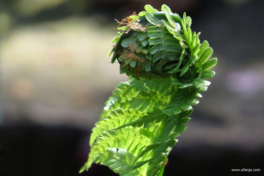 het open rollen van de varens