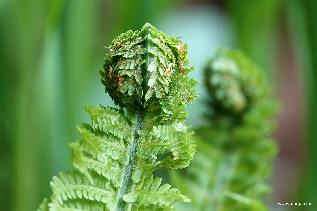 het open rollen van de varens
