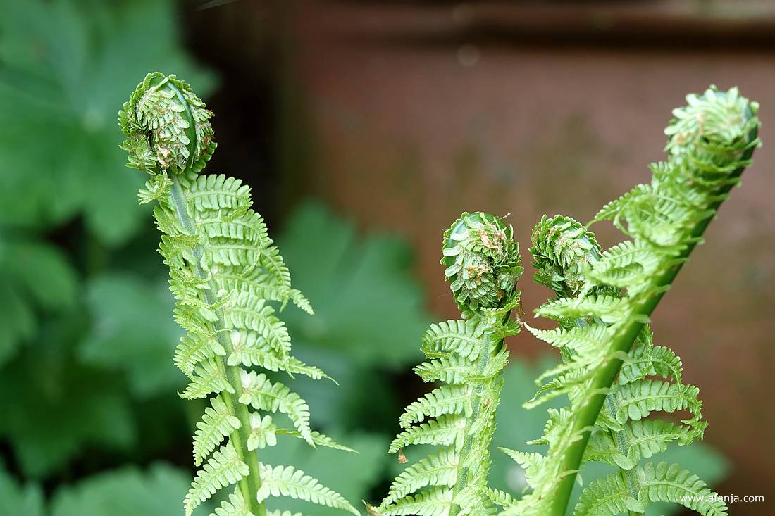 het open rollen van de varens