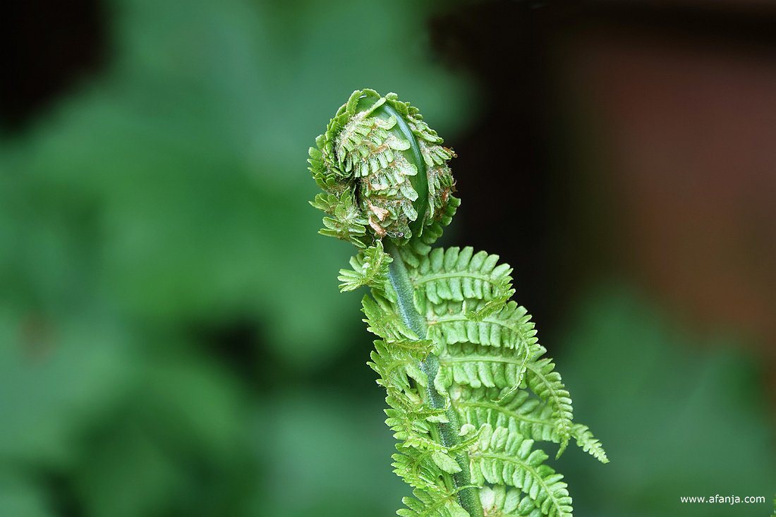 het open rollen van de varens