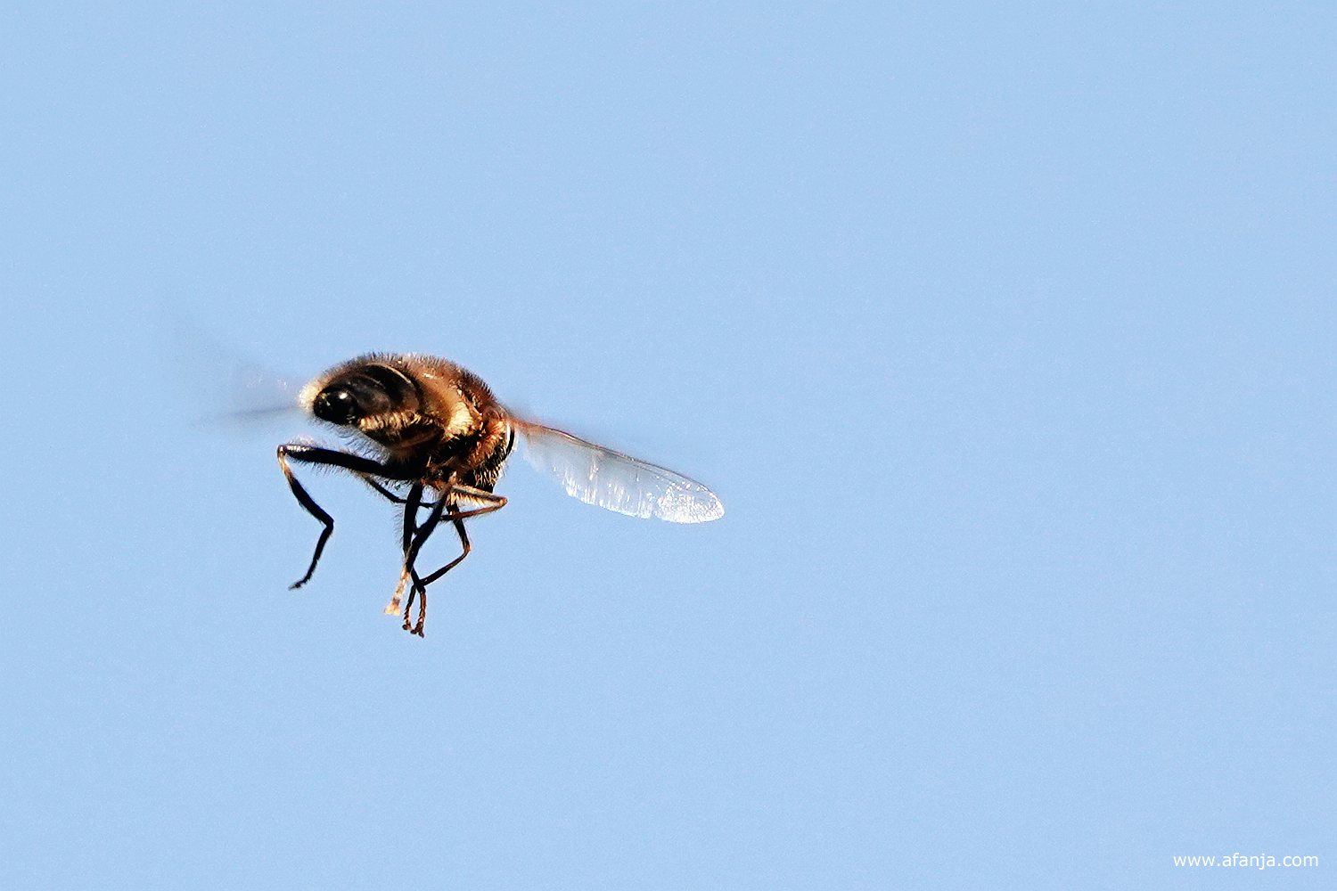 een blinde bij met hangende pootje in de vlucht