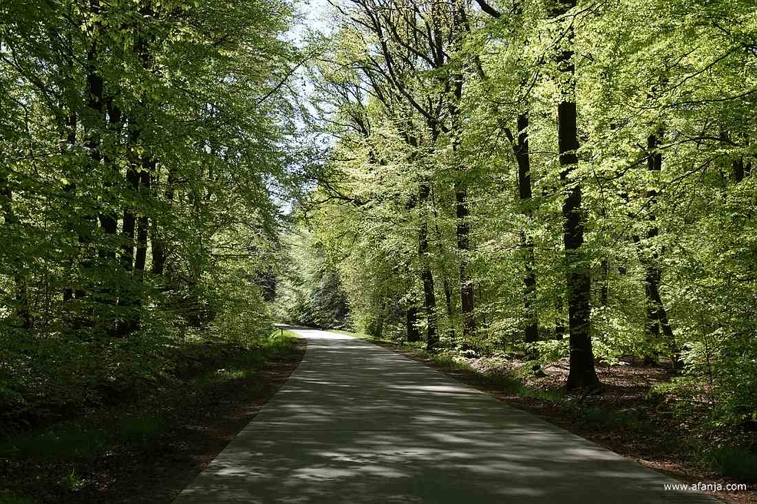 we gaan het bos in te midden van het frisse voorjaarsgroen