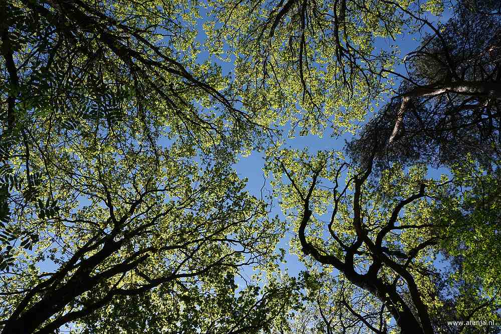 uitzicht naar boven