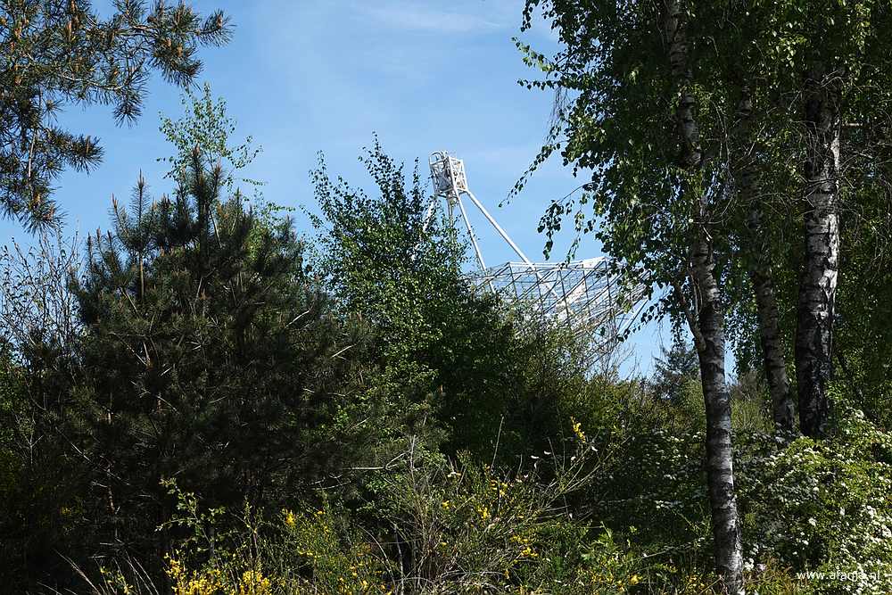de radiotelescoop doemt op achter de bomen