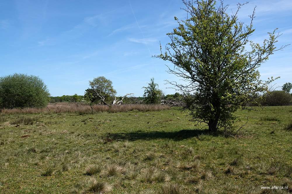 in het Dwingelderveld