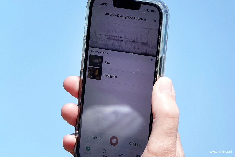 Merlin heeft een fitis en een geelgors gehoord