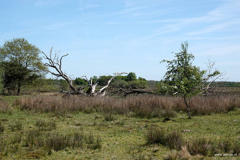 Jetskes' favoriete vogelgebied in het Dwingelderveld