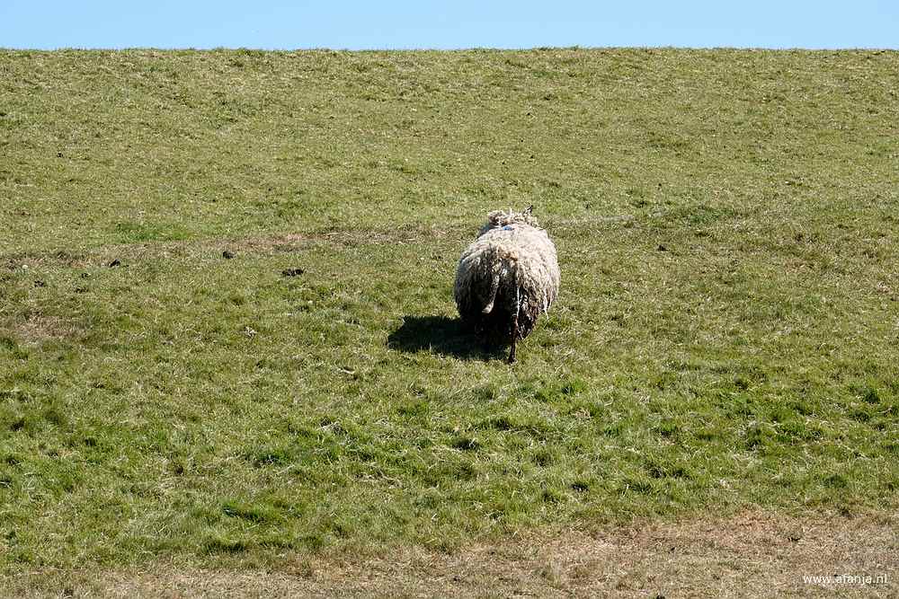 een schaap beklimt de zeedijk