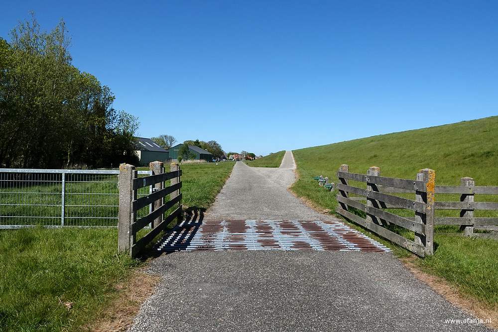 een vee-rooster in de weg achter de zeedijk