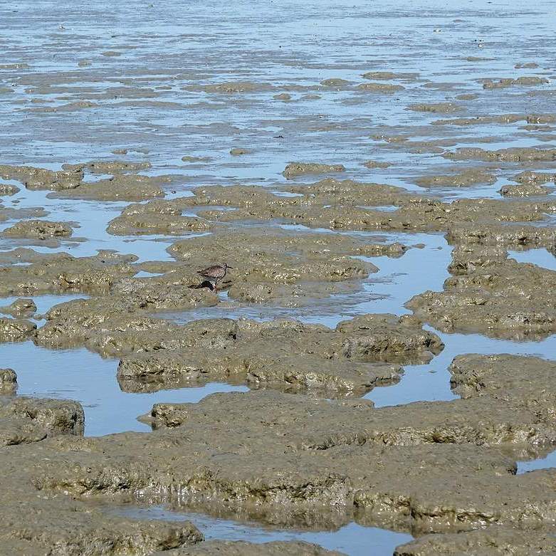 in de natte zeeklei zien we een tureluur staan