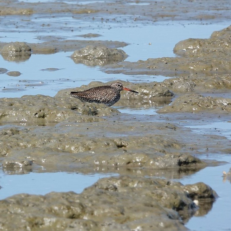in de natte zeeklei zien we een tureluur staan