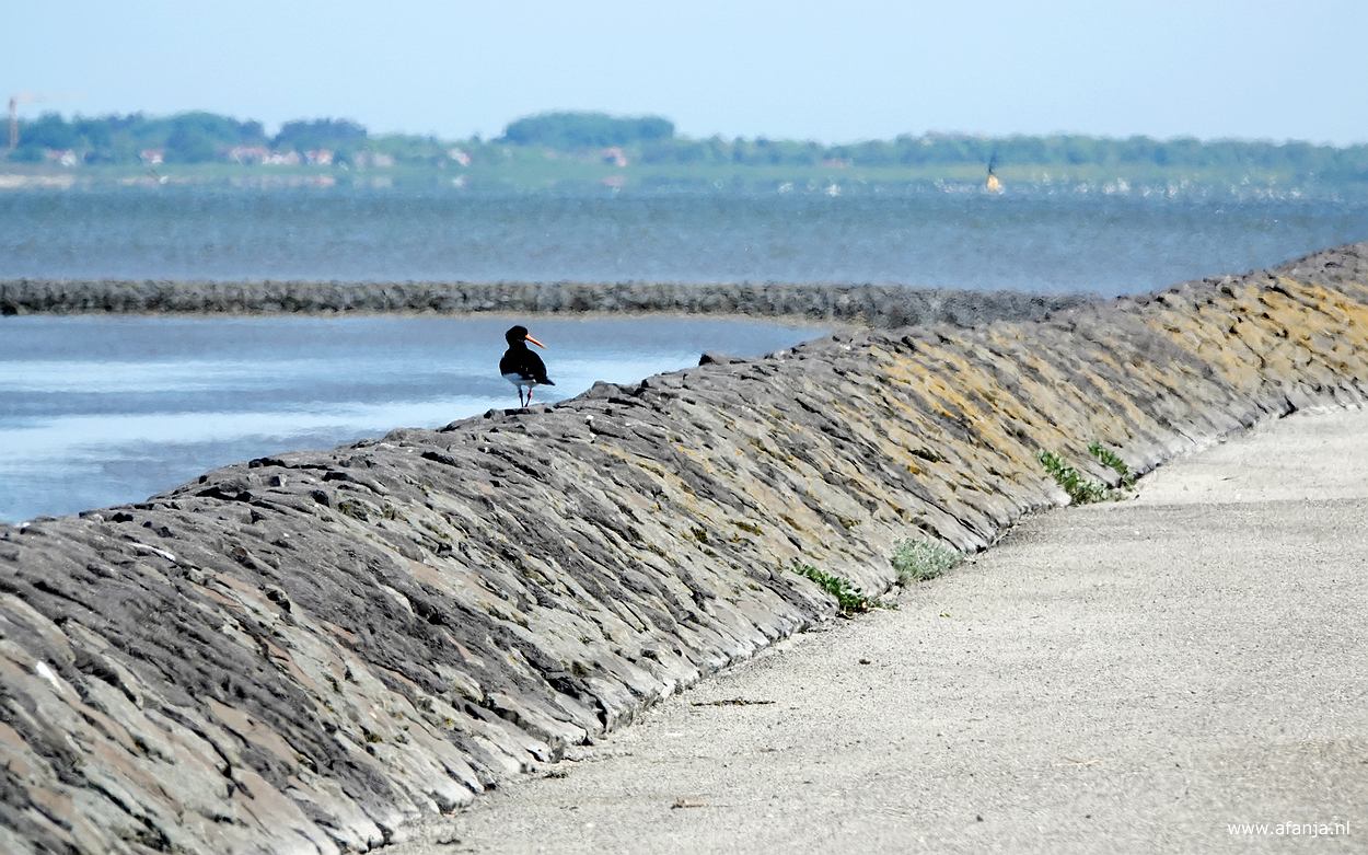 Een scholekster staat op het dijkje langs de dam. In de verte is Schiermonnikoog te zien.