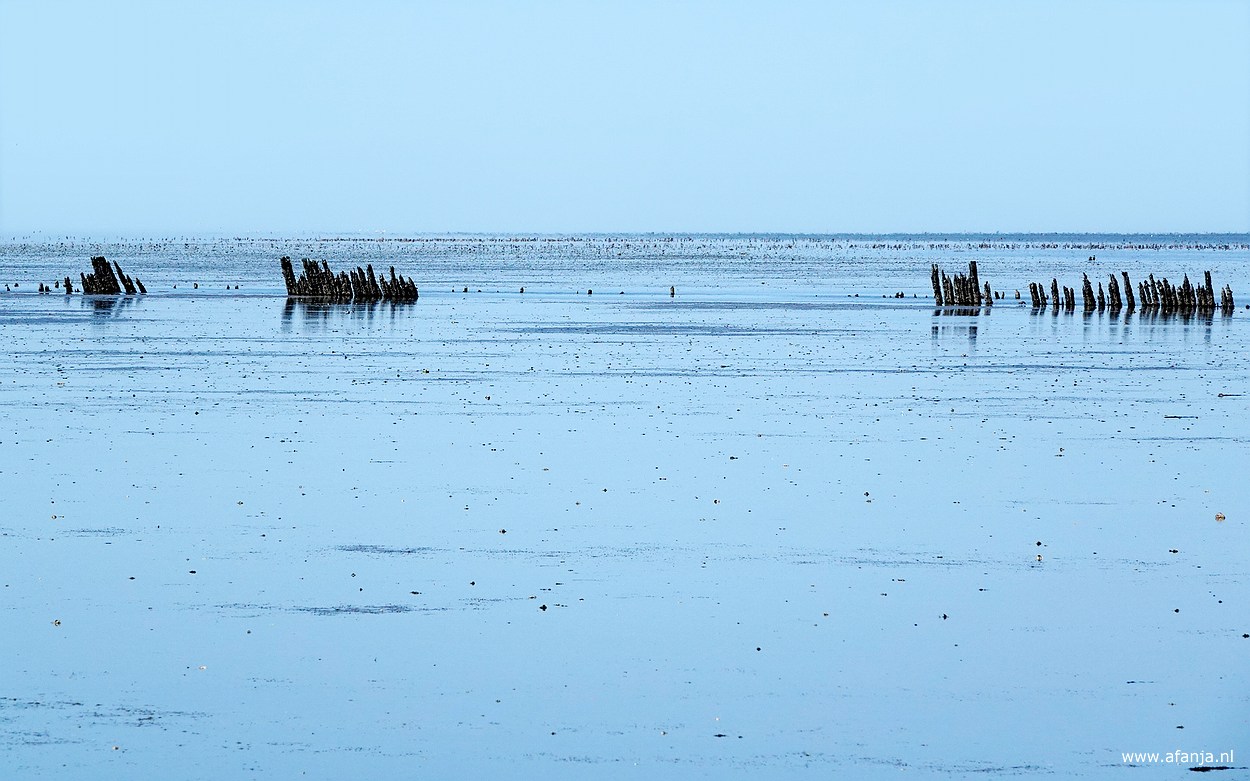 de Waddenzee met wat paalrestanten van een oude rijsdam, heel ver op de achtergrond zijn vaag veel vogels te zien