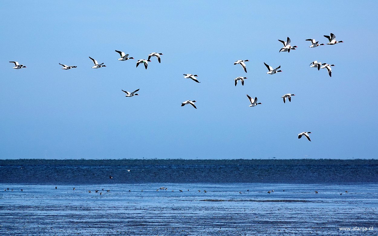 een passerende vlucht bergeenden boven de Waddenzee