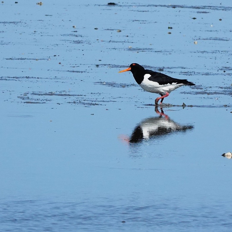 een scholekster met zijn weerspiegeling op het Wad