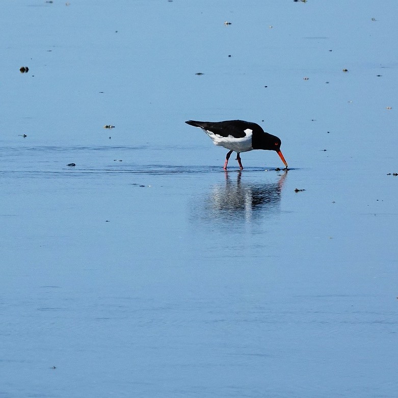 een scholekster met zijn weerspiegeling op het Wad