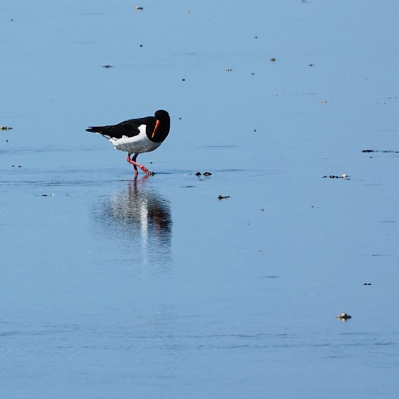 een scholekster met zijn weerspiegeling op het Wad