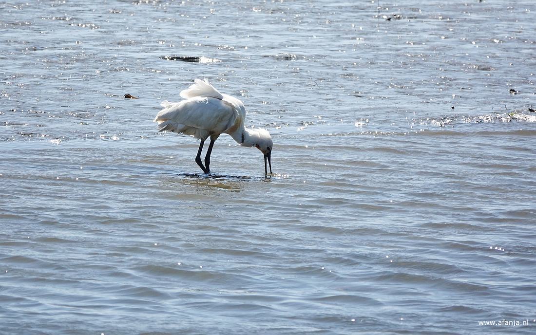 een foeragerende lepelaar aan de rand van de Waddenzee