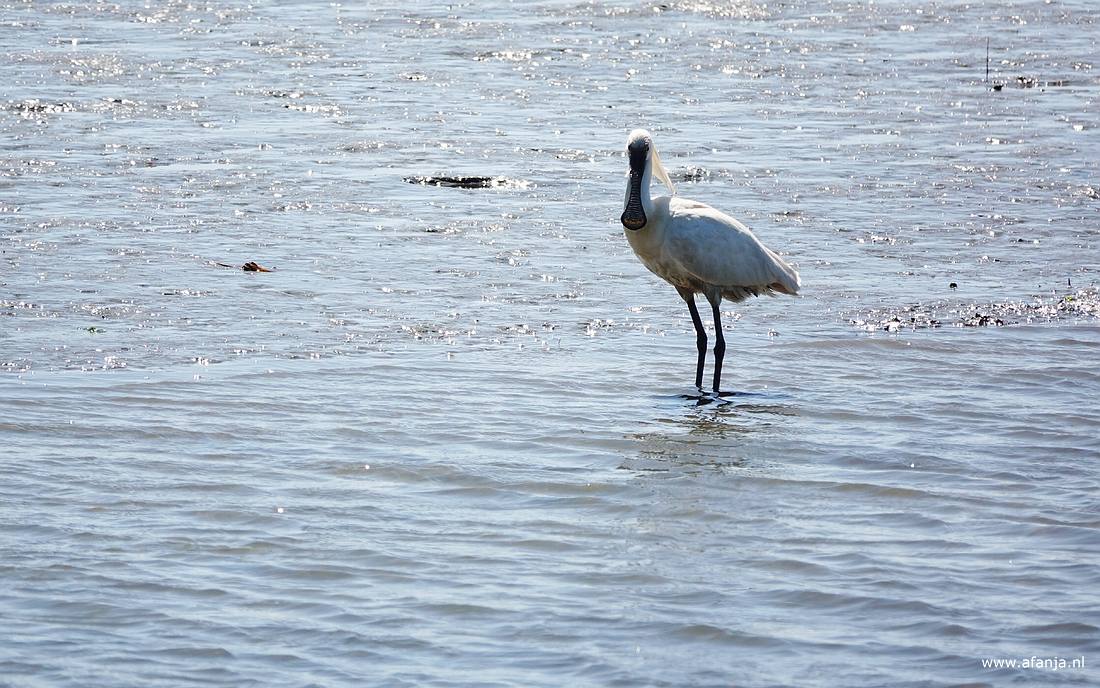 een lepelaar aan de rand van de Waddenzee kijkt even naar de fotograaf