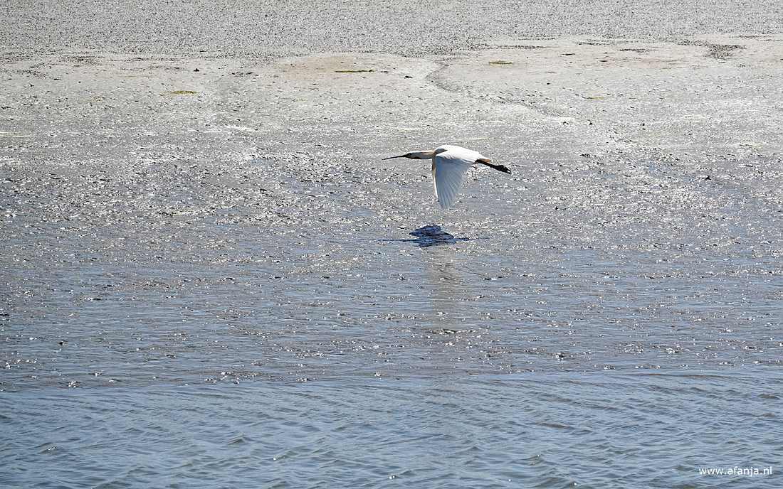 een lepelaar in de vlucht boven het Wad