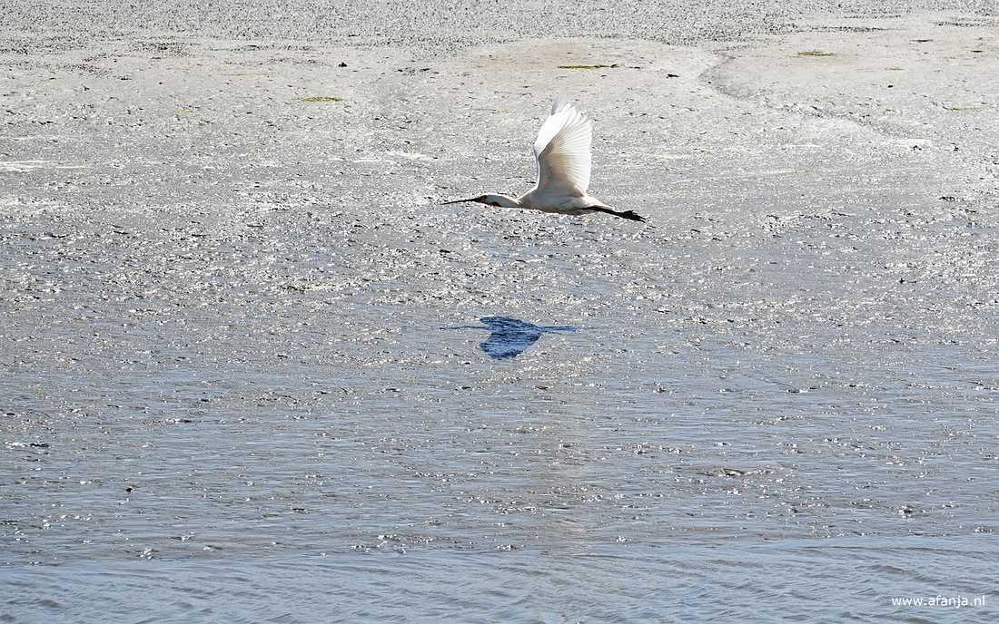 een lepelaar in de vlucht boven het Wad