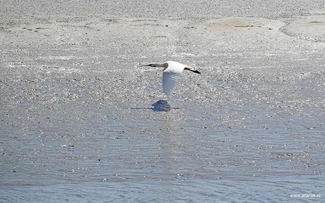 een lepelaar in de vlucht boven het Wad